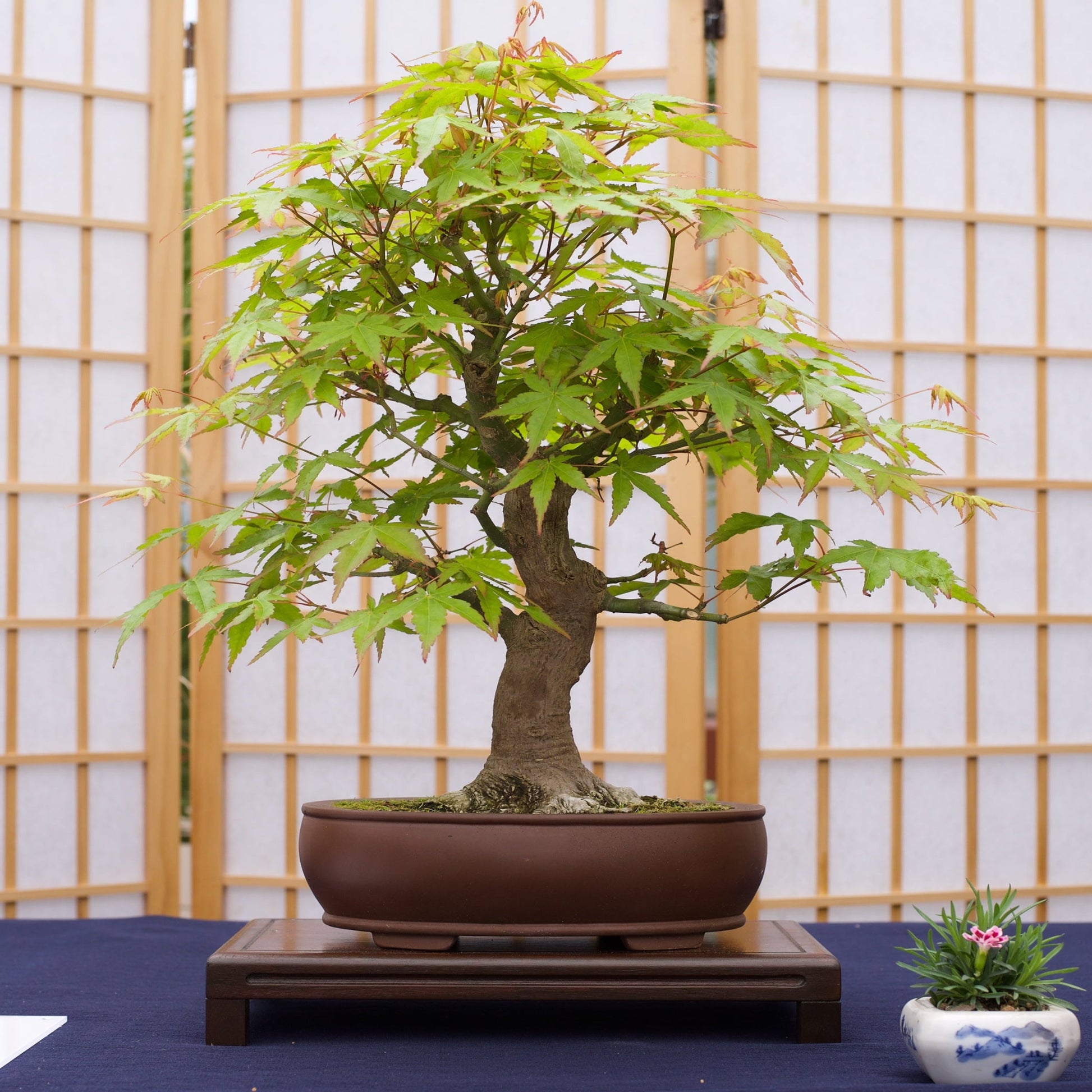 Bonsai Tree | Seed Grow Kit |