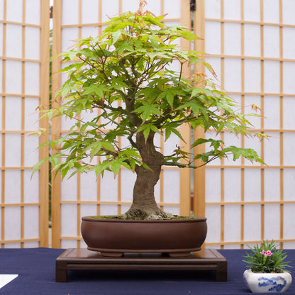 Bonsai Tree | Seed Grow Kit |