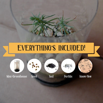 Bonsai Tree | Seed Grow Kit |