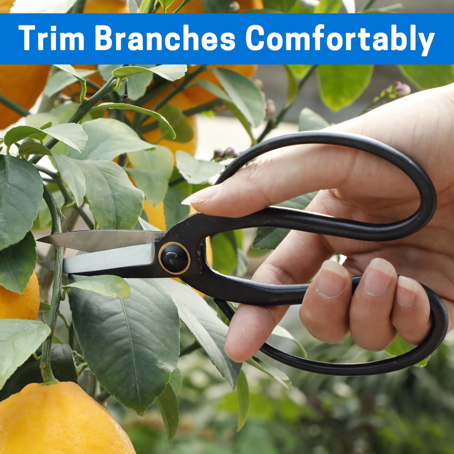 Japanese Bonsai Pruning Scissors-Kintakashi Gardening Shears for Bonsai Trimming